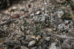 Apodolirion macowanii
