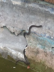 Lycodonomorphus rufulus