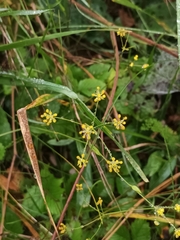 Bupleurum falcatum