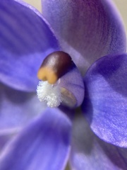 Thelymitra macrophylla