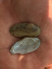 Unio elongatulus
