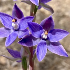 Thelymitra macrophylla
