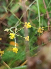 Bupleurum falcatum