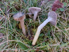 Cuphophyllus flavipes