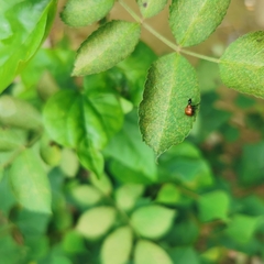 Compsapoderus