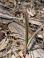 Thelymitra macrophylla