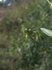 Lepidoptera