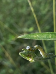 Lepidoptera