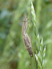 Cryptorhamphus orbus