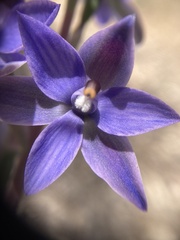 Thelymitra macrophylla