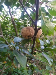 Monilinia fructigena
