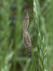 Cryptorhamphus orbus