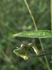 Lepidoptera