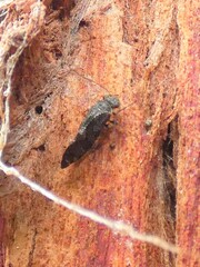 Nimbopsocus australis