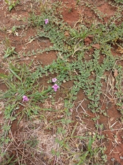 Dicerocaryum senecioides