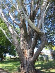 Eucalyptus melliodora