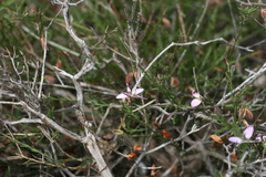 Polygala microlopha