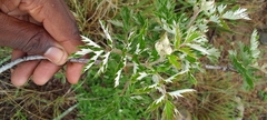 Rubus ludwigii