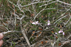 Polygala microlopha
