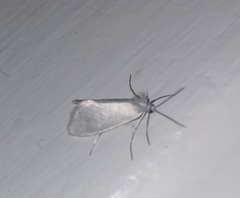 Tipanaea patulella