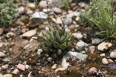 Adromischus cristatus