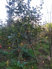 Monilinia fructigena