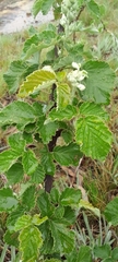 Rubus cuneifolius × longepedicellatus