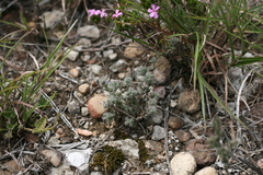 Trichodiadema intonsum