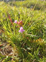 Pelargonium grossularioides