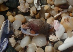 Pardalinops testudinaria