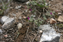 Trichodiadema intonsum