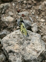Belenois creona