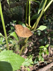 Kallima horsfieldii