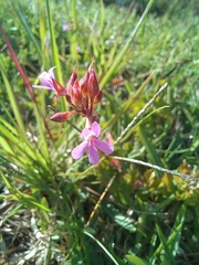 Pelargonium grossularioides