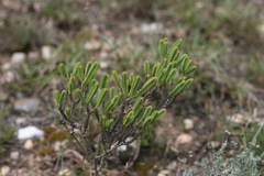 Crassula ericoides
