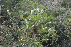 Cussonia thyrsiflora