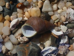 Phasianotrochus eximius