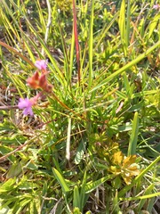 Pelargonium grossularioides