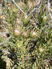Leucadendron lanigerum lanigerum