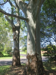 Eucalyptus grandis