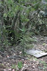 Crassula perfoliata coccinea