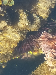 Heliocidaris erythrogramma