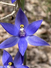 Thelymitra graminea