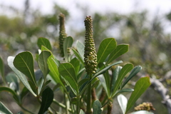 Cussonia thyrsiflora
