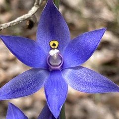 Thelymitra graminea