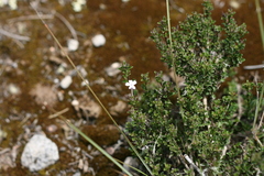 Dyschoriste setigera