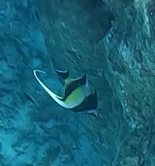 Zanclus cornutus