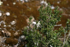 Dyschoriste setigera