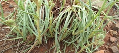 Drimia elata