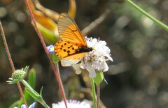 Acraea horta